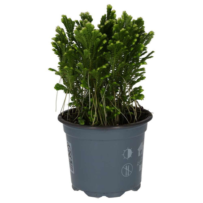 Buy Selaginella martensii 'Jori' online UK