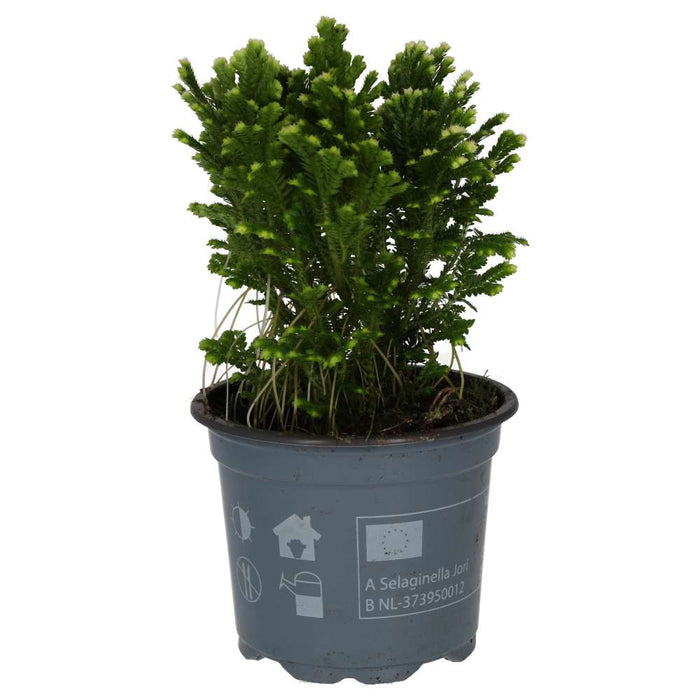 Buy Selaginella martensii 'Jori' online UK