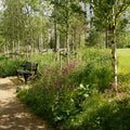 Shade Tolerant Wildflower Turf
