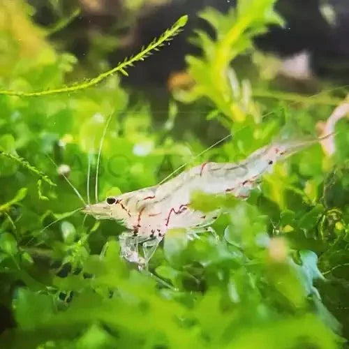 North Queensland Algae Shrimp - FISH HUT AQUA AND PET SUPPLIES - #location#