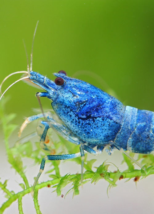 Vibrant Blue Bolt Shrimp perched on green aquatic moss, displaying its striking deep blue coloration and translucent legs.
