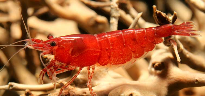 Shrimp Bundle - Skittle Pack x15