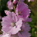 Buy Sidalcea 'Little Princess' online UK