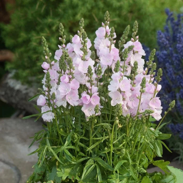 Buy Sidalcea 'Little Princess' online UK