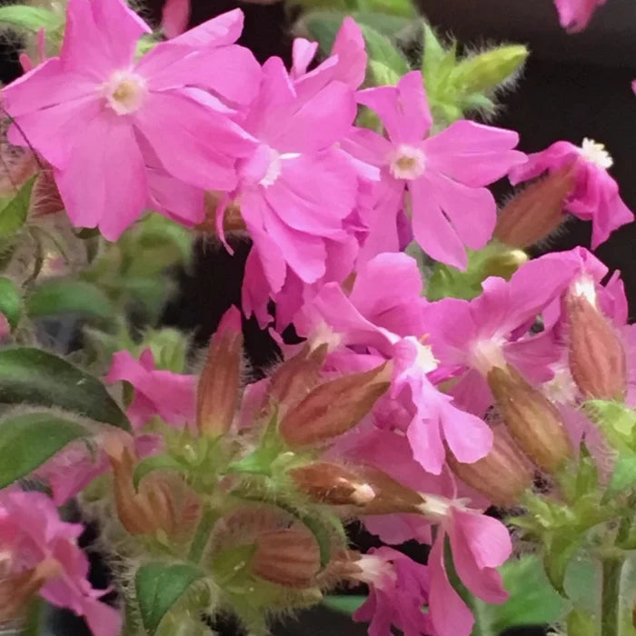 Silene dioica 'Rollie's Favourite'