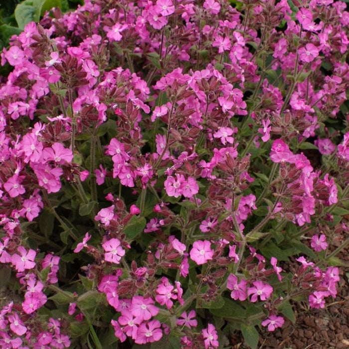 Silene dioica 'Rollie's Favourite'
