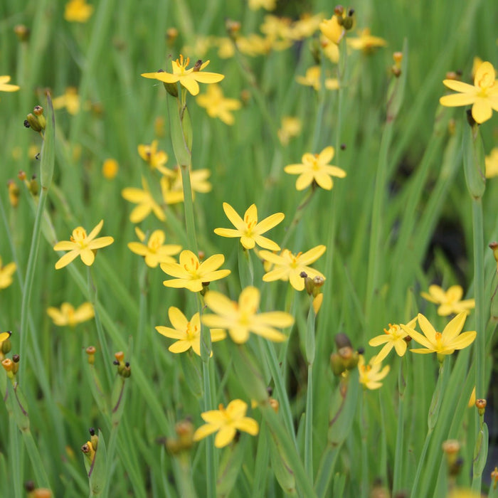 Buy Sisyrinchium californicum (Yellow Eyed Grass) online UK