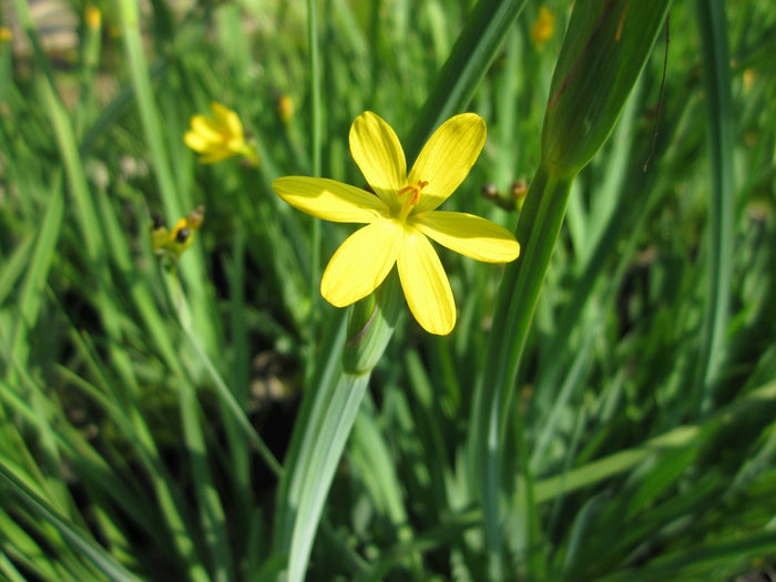 Buy Sisyrinchium californicum (Yellow Eyed Grass) online UK