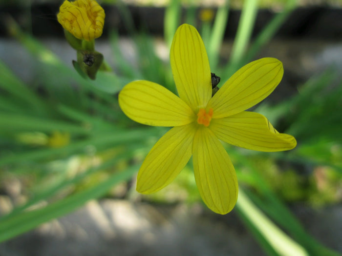 Buy Sisyrinchium californicum (Yellow Eyed Grass) online UK