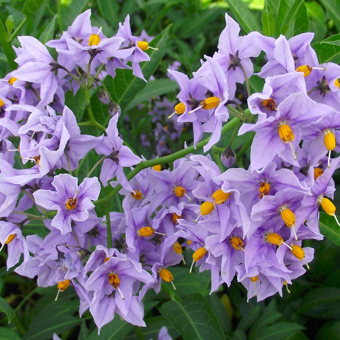 Buy Solanum crispum 'Glasnevin' online UK