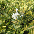 Buy Solanum jasminoides 'Variegata' online UK