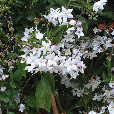 Buy Solanum laxum 'Album' online UK