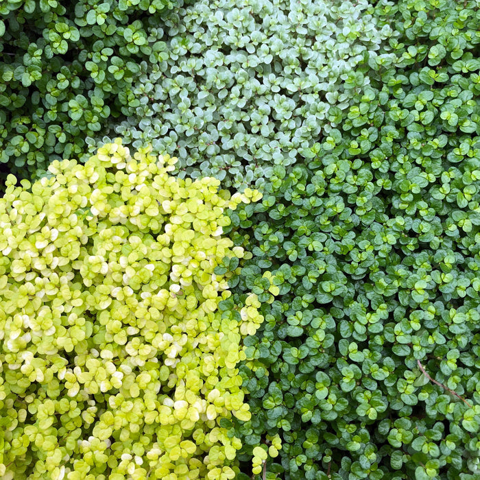 Buy Soleirolia soleirolii (Mind-your-own-business) online UK