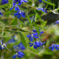 Buy Sollya heterophylla 'Ultra Blue' online UK