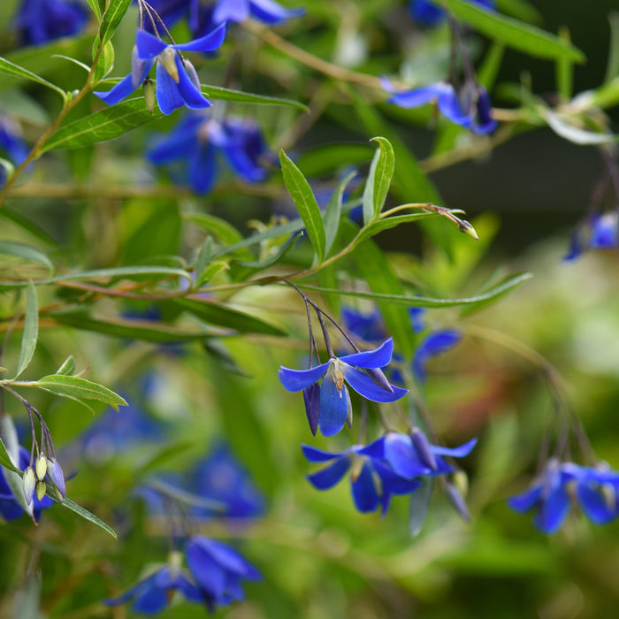 Buy Sollya heterophylla 'Ultra Blue' online UK