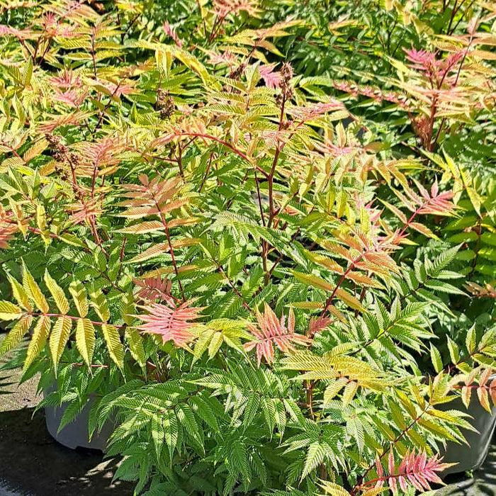 Buy Sorbaria sorbifolia 'Sem' online UK