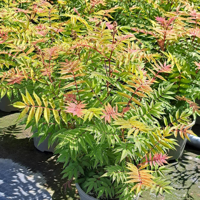 Buy Sorbaria sorbifolia 'Sem' online UK