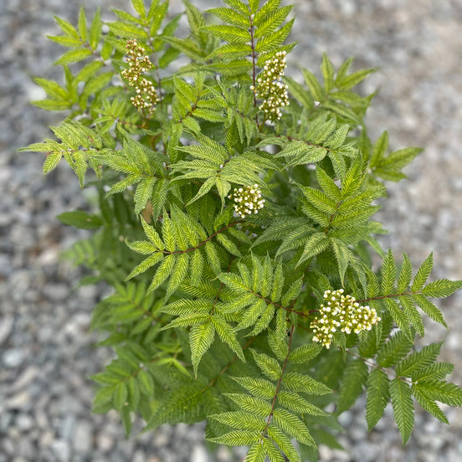 Buy Sorbaria sorbifolia 'Sem' online UK