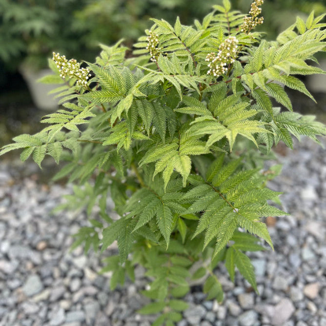 Buy Sorbaria sorbifolia 'Sem' online UK