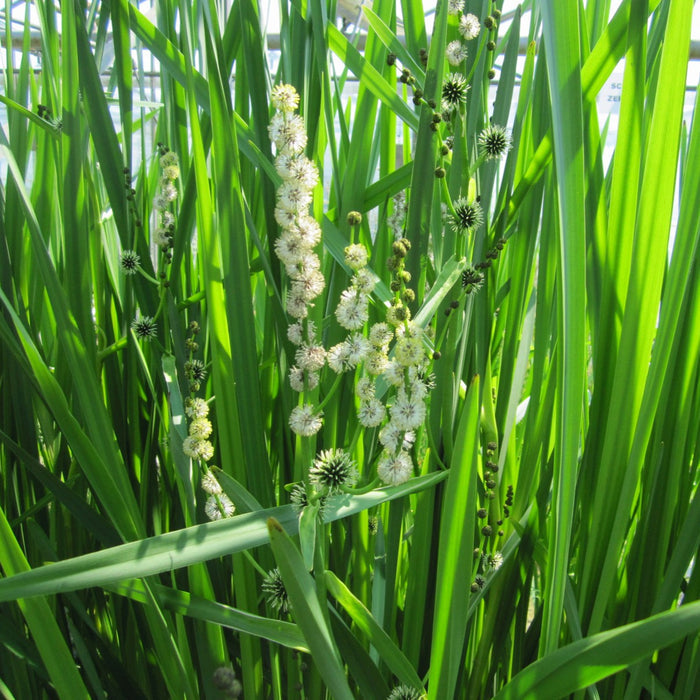 Buy Sparganium erectum (Branched Bur-Reed) online UK