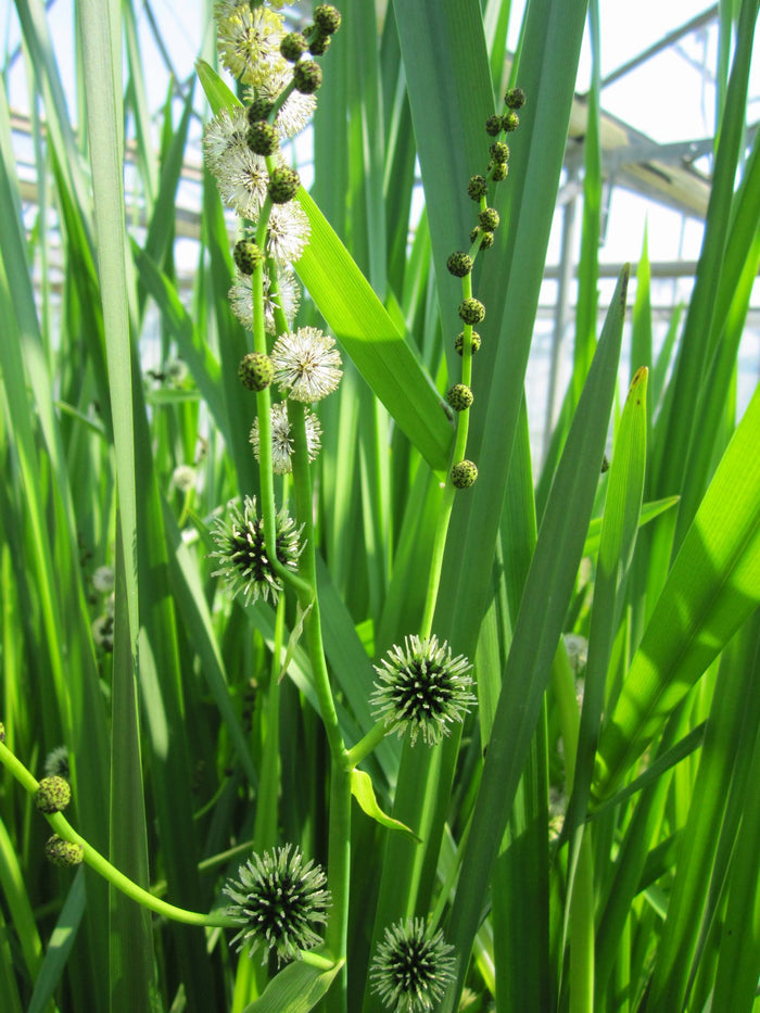 Buy Sparganium erectum (Branched Bur-Reed) online UK