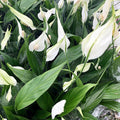 Buy Spathiphyllum wallisii (Peace Lily) online UK