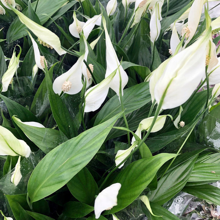 Buy Spathiphyllum wallisii (Peace Lily) online UK