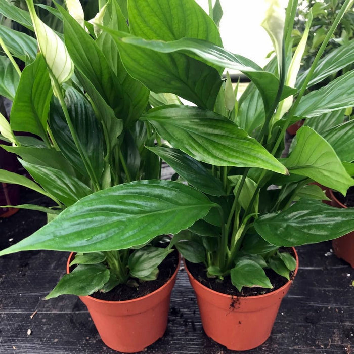 Buy Spathiphyllum wallisii (Peace Lily) online UK
