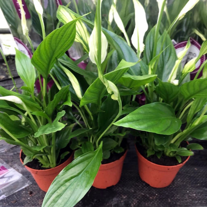 Buy Spathiphyllum wallisii (Peace Lily) online UK