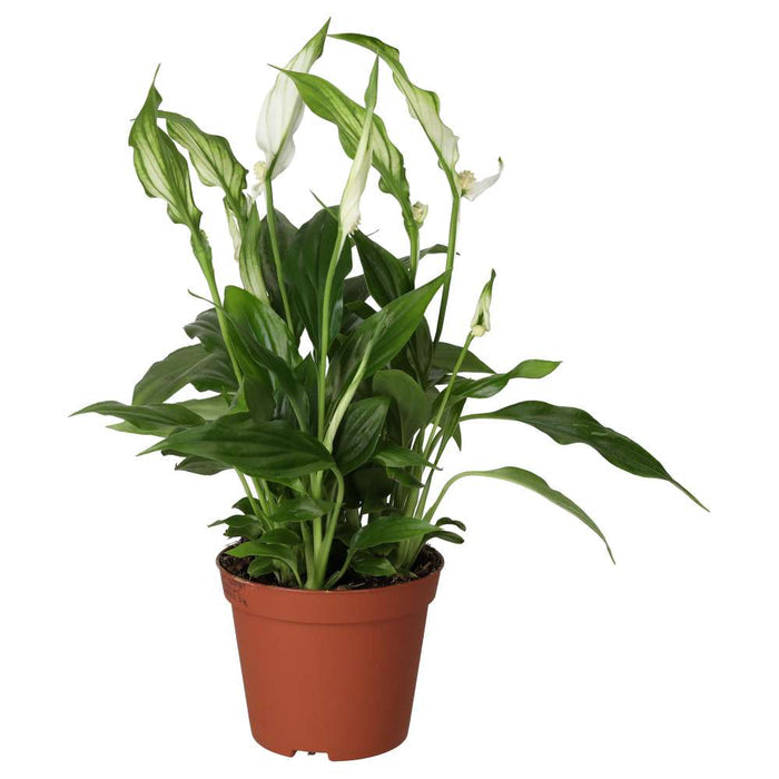 Buy Spathiphyllum wallisii (Peace Lily) online UK