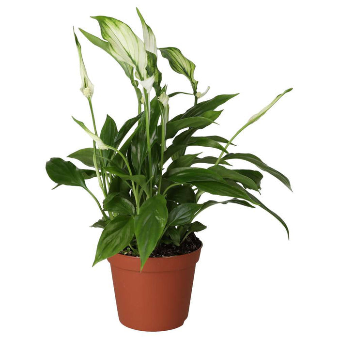 Buy Spathiphyllum wallisii (Peace Lily) online UK