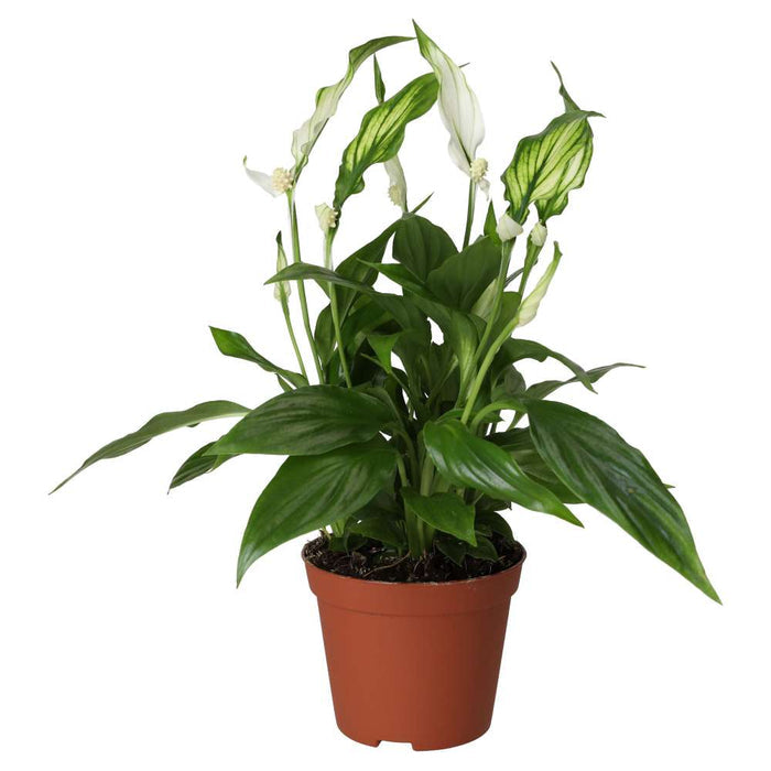 Buy Spathiphyllum wallisii (Peace Lily) online UK