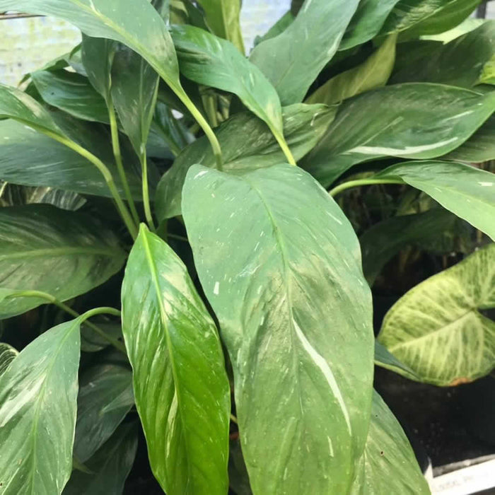Buy Spathiphyllum wallisii 'Variegated' online UK