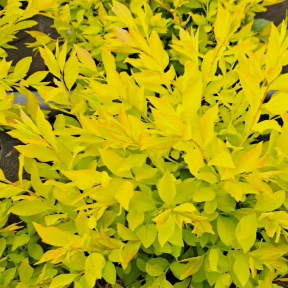 Buy Spiraea prunifolia 'Goldfire' online UK