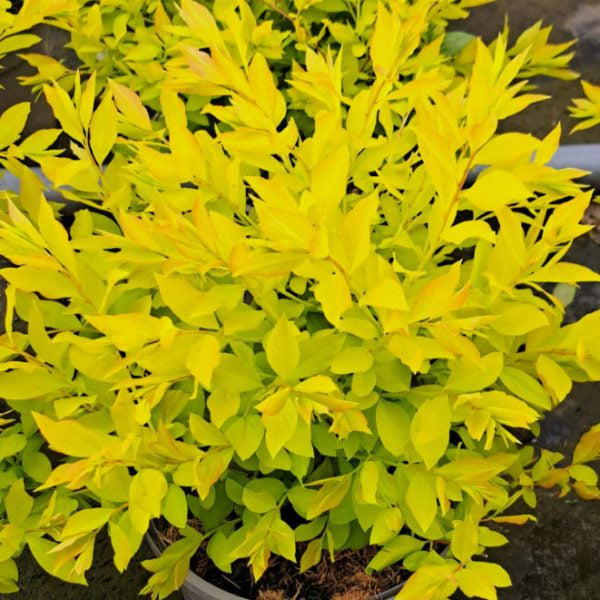 Buy Spiraea prunifolia 'Goldfire' online UK