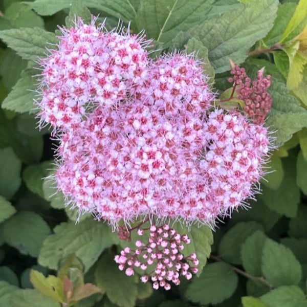 Buy Spiraea 'Sparkling Champagne' online UK