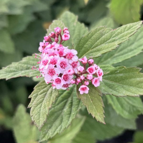 Buy Spiraea 'Sparkling Champagne' online UK