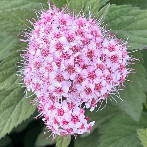 Buy Spiraea 'Sparkling Champagne' online UK