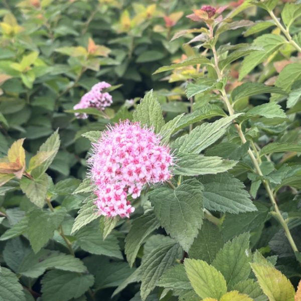 Buy Spiraea 'Sparkling Champagne' online UK