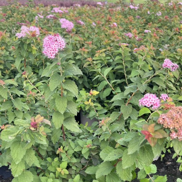 Buy Spiraea 'Sparkling Champagne' online UK