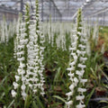 Buy Spiranthes × bightensis 'Chadds Ford' Bulbs online UK