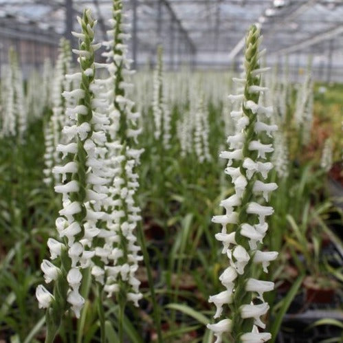 Buy Spiranthes × bightensis 'Chadds Ford' Bulbs online UK
