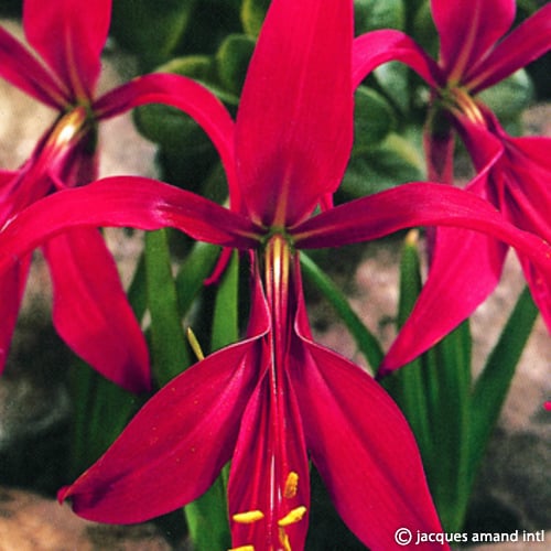 Buy Sprekelia formosissima (Aztec Lily) Bulbs online