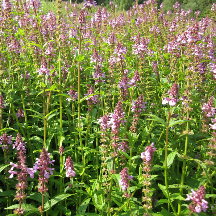 Buy Stachys palustris (Marsh Woundwort) online UK