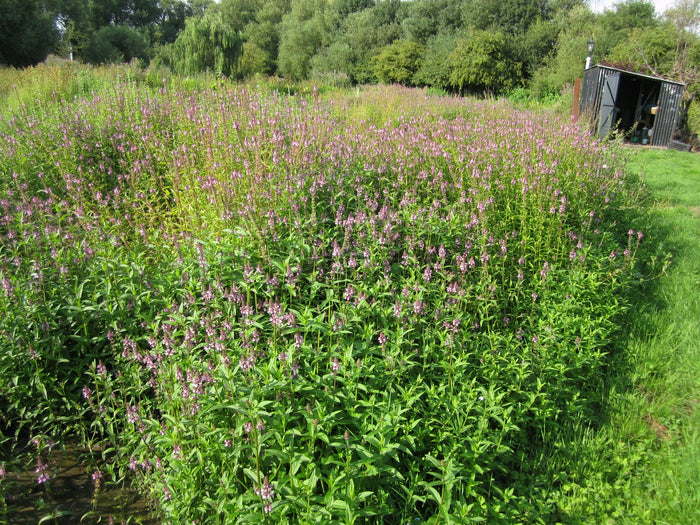 Buy Stachys palustris (Marsh Woundwort) online UK