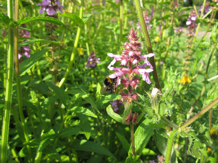 Buy Stachys palustris (Marsh Woundwort) online UK