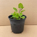 Buy Stachys sylvatica (Hedge Woundwort) online UK