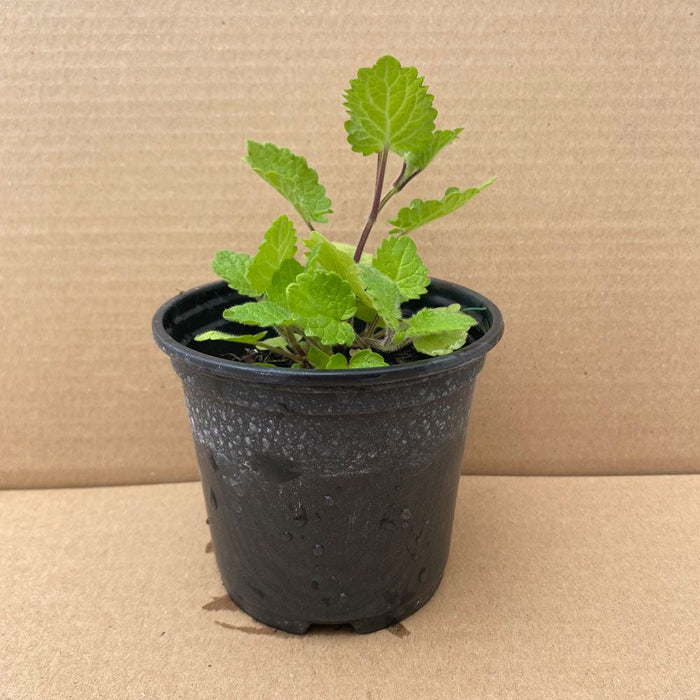 Buy Stachys sylvatica (Hedge Woundwort) online UK