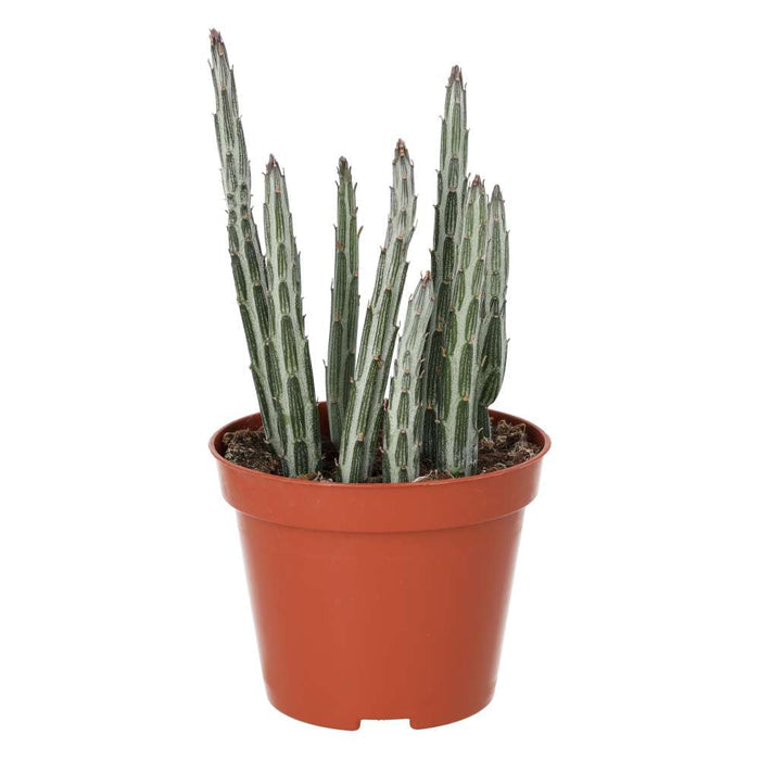 Stapelia stapeliiformis (Candle Plant)