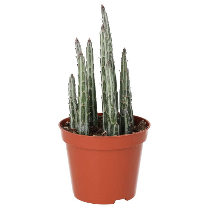 Stapelia stapeliiformis (Candle Plant)